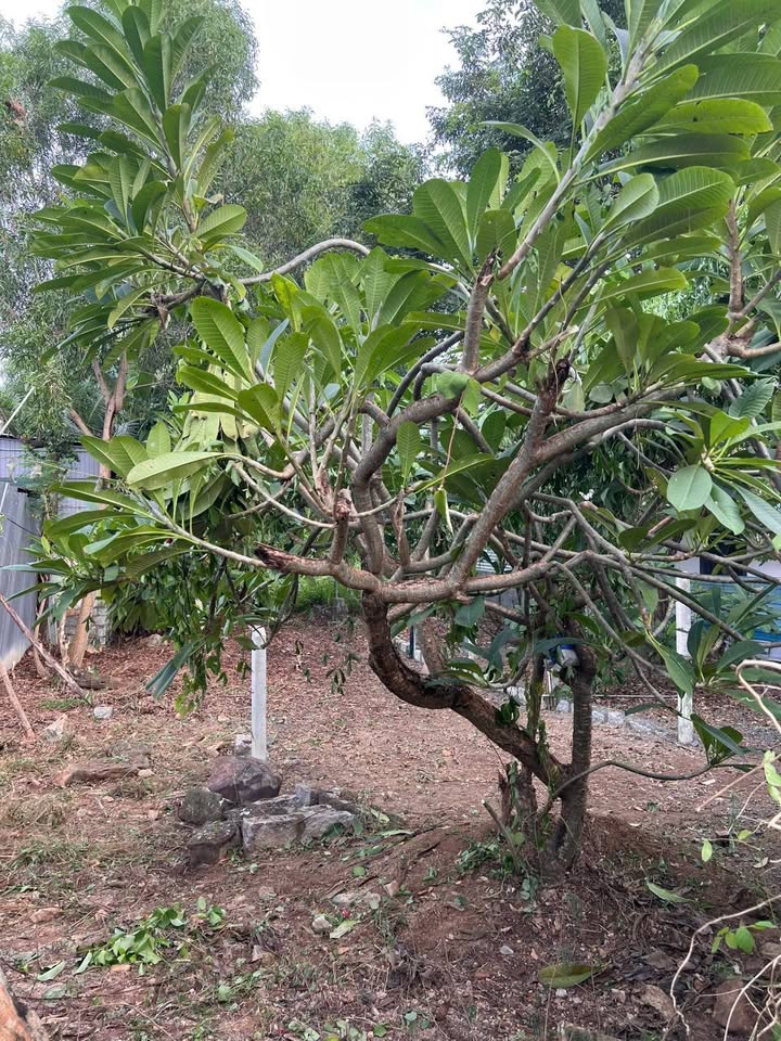 Đất nền Vĩnh Thái Nha Trang 100m² giá 399 triệu - Sổ đỏ chính chủ!