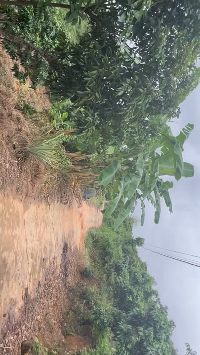 Đất thổ cư 6000m² Tân Lập, Lục Nam - Giá 1.25 tỷ, Đất đẹp, thoáng mát!