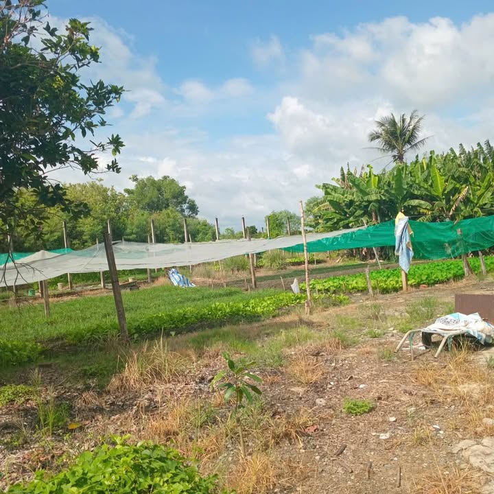 Đất nền trang trại tại Cần Giuộc, Long An 4270m² - Đầu tư sinh lời ngay!