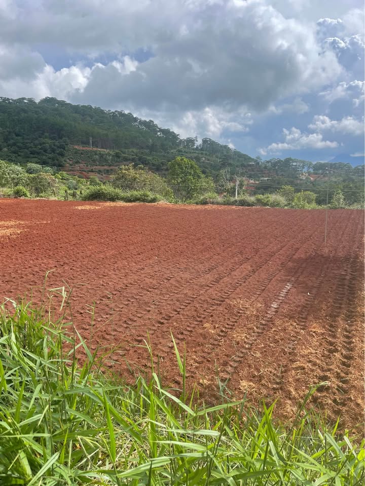 Đất nền đẹp tại phường Xuân Trường Đà Lạt 2500m² - Sổ đỏ chính chủ, giá chỉ 4 tỷ!