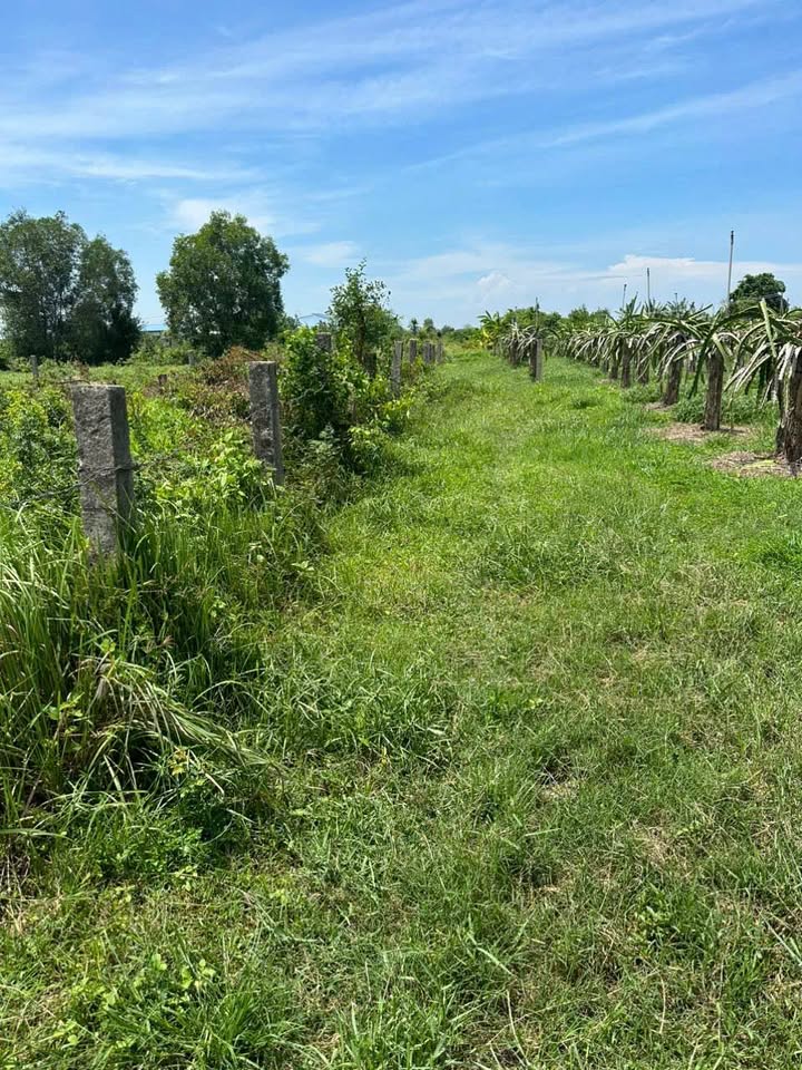 Đất CLN 5760m² tại Ninh Thuận, Hàm Chính - Sổ đỏ chính chủ, chỉ 990 triệu!