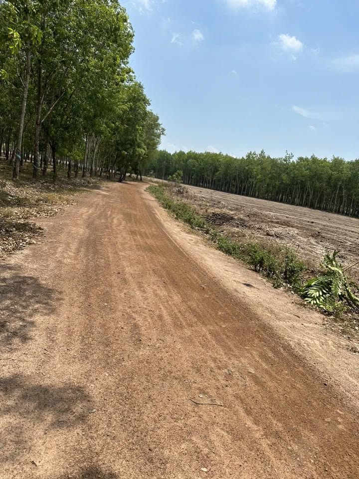 Đất thổ cư 250m² Thanh An, Dầu Tiếng 300 triệu - Sổ hồng riêng, giá tốt!