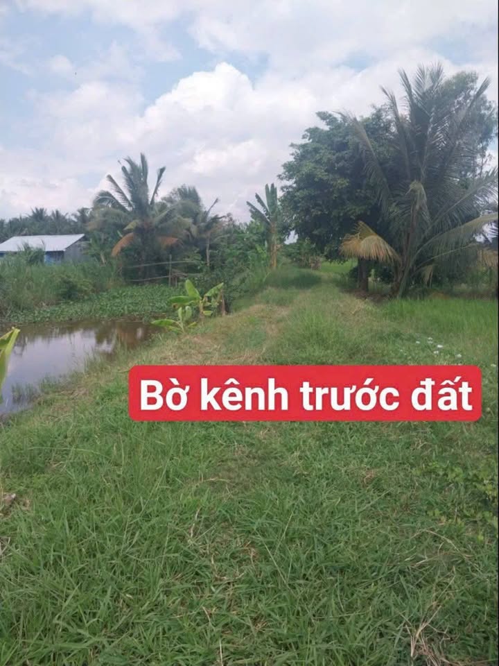 Đất Lúa 1999m² Phường 9, Trà Vinh - Cơ hội đầu tư tốt giá 1.1 tỷ