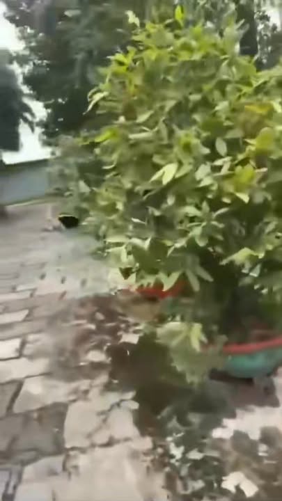 Đất thổ cư 200m² tại Biên Hòa 6.400m² giá 130 tỷ - Đầu tư sinh lời tuyệt vời!