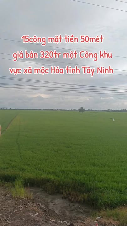 Đất nền rộng 15 công tại Tân Thành, Mộc Hóa - Giá chỉ 9.6 tỷ, cơ hội đầu tư tuyệt vời!
