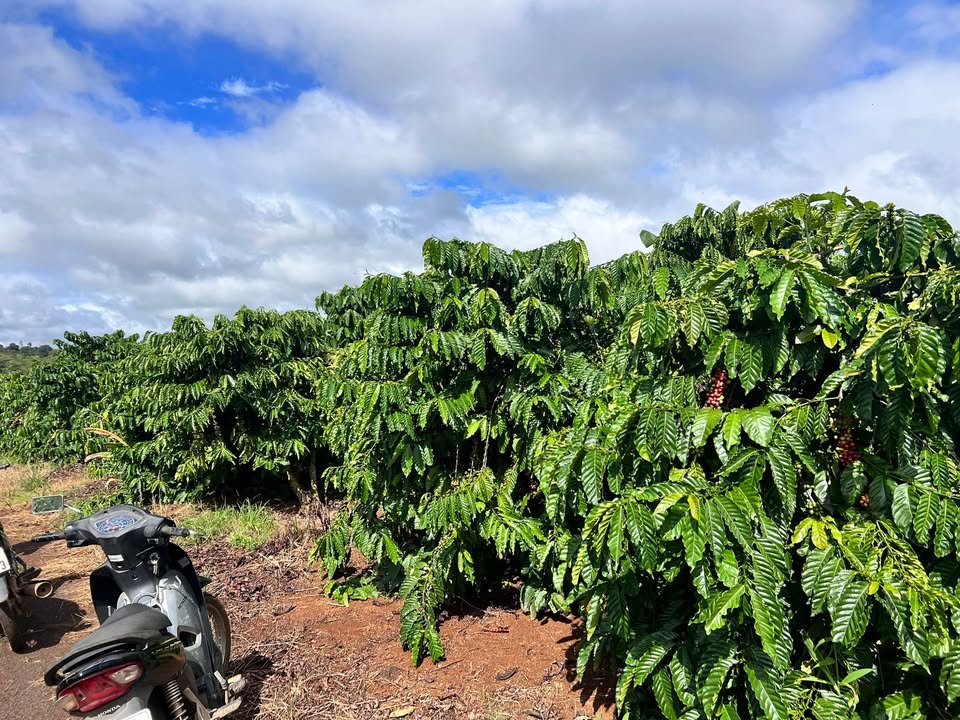 Đất Farm 1,4 Ha tại Xuân Phú, Ea Kar - Giá 3,85 tỷ, Tiềm năng đầu tư lớn!