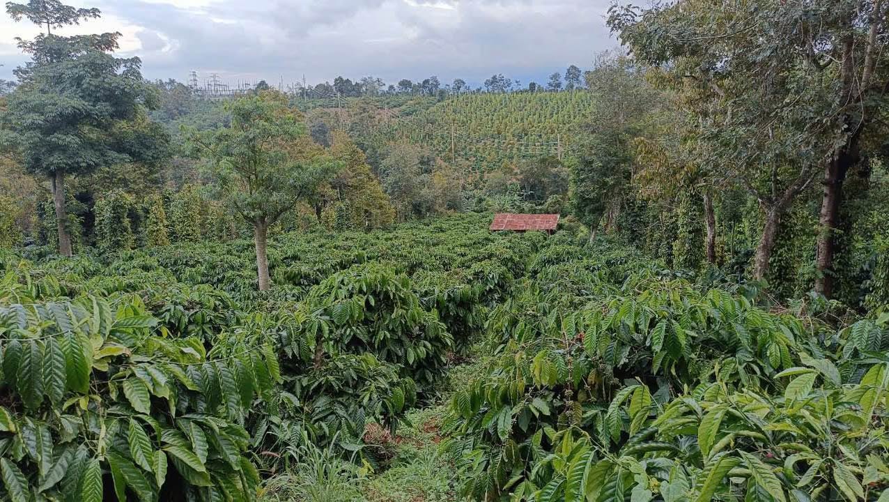 Đất nền Đắk Hòa 2880m² giá thỏa thuận - Cơ hội đầu tư hấp dẫn!