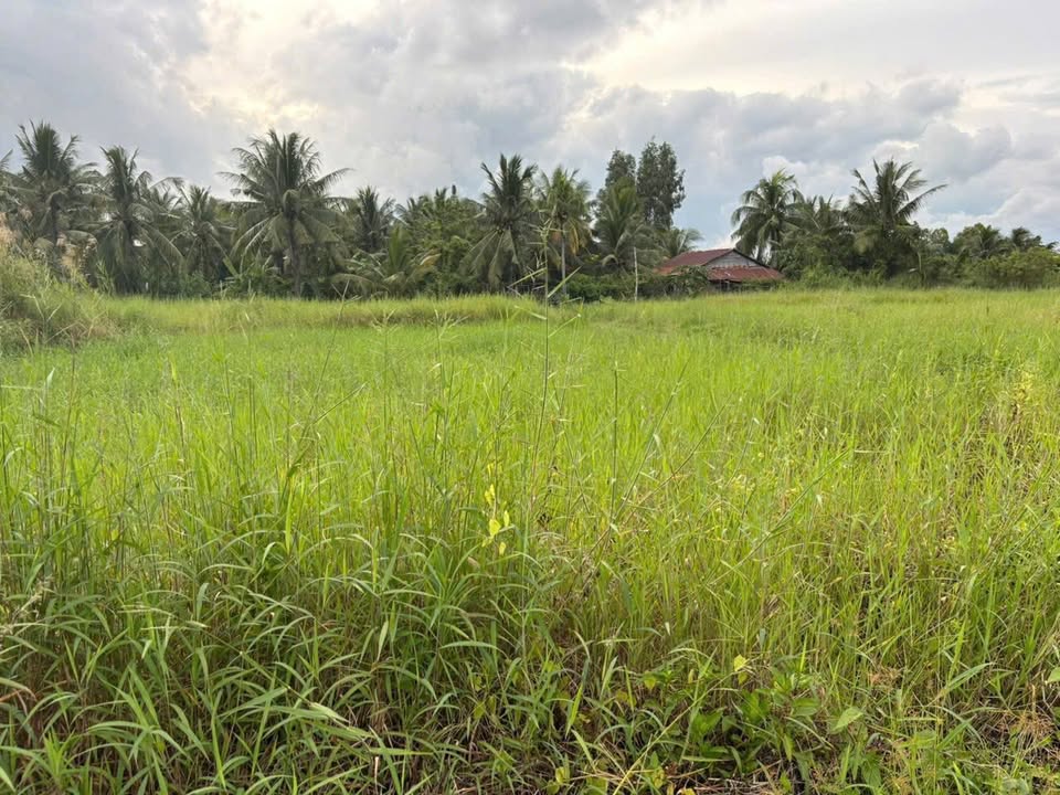 Đất Phú Tân Bến Tre 264m² giá chỉ 550 triệu - Cơ hội đầu tư hiếm có!