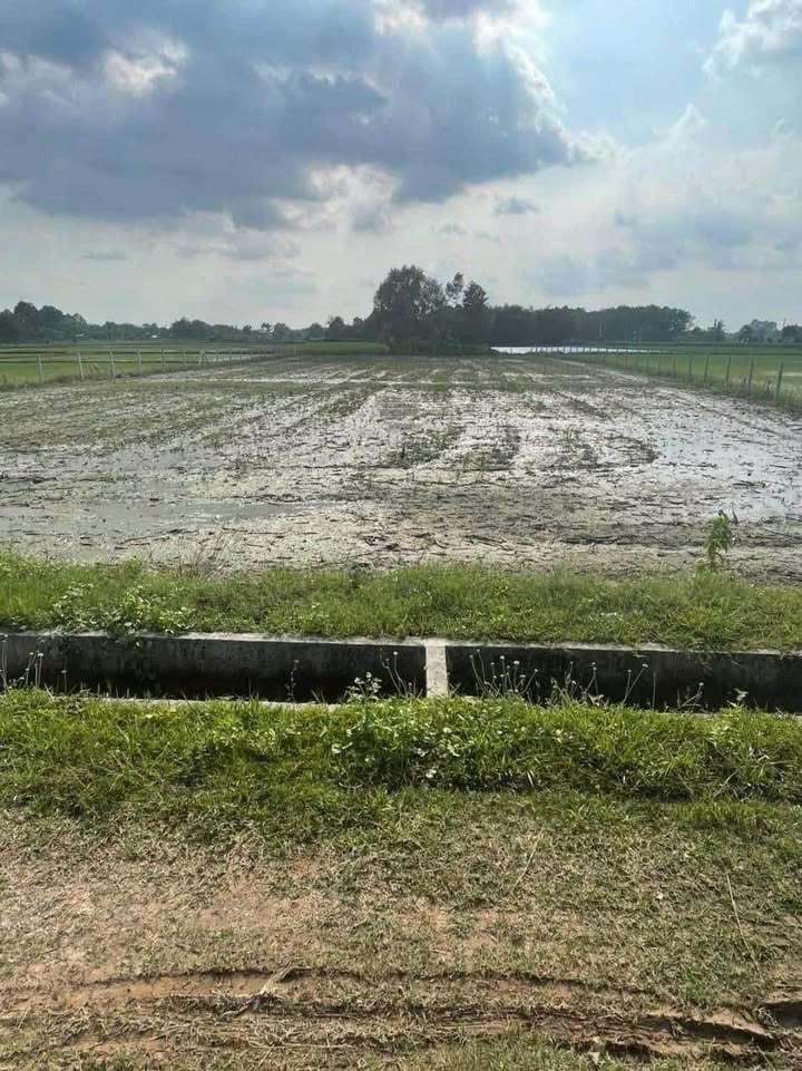 Đất vườn Thái Mỹ Củ Chi 600m² giá 1.35 tỷ - Sổ đỏ chính chủ