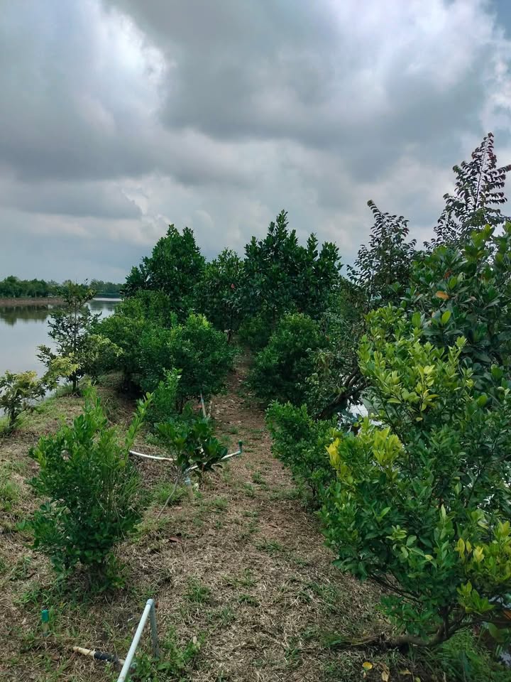 Đất vườn Thanh Mỹ Tân Phước 3500m² giá 300 triệu - Chính chủ cần bán gấp!