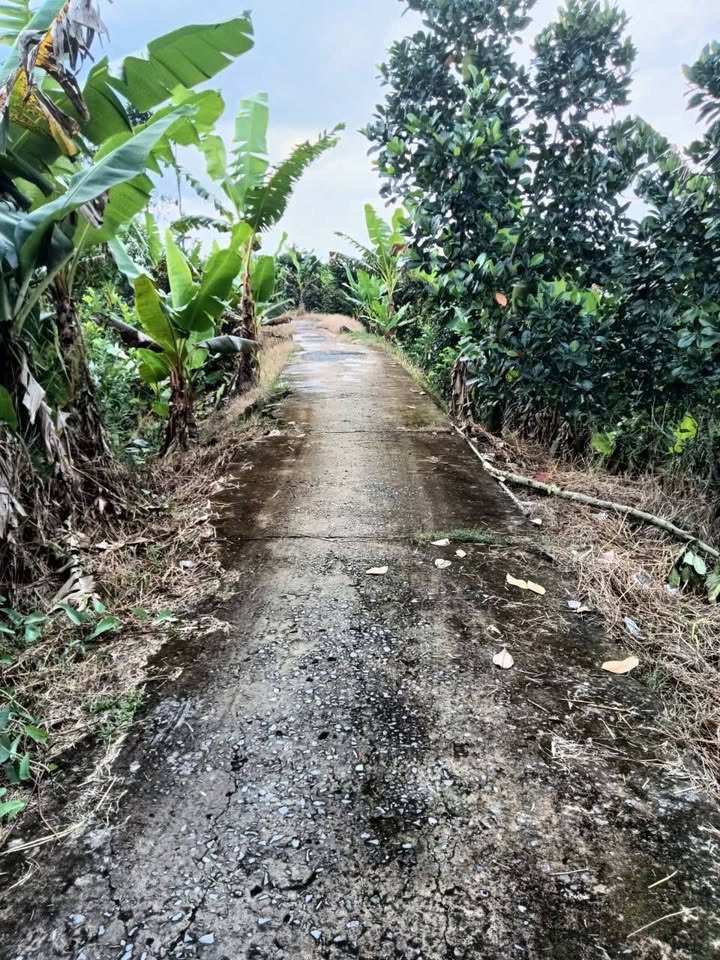 Đất nền 4000m² tại Mỹ Lợi A, Cái Bè giá 1.6 tỷ - Đầu tư sinh lời ngay!