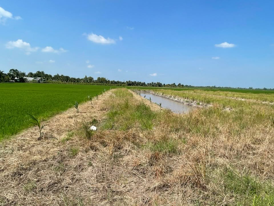 Đất nông nghiệp Thạnh Lộc 22000m² giá chỉ 600 triệu - Cơ hội đầu tư tốt!