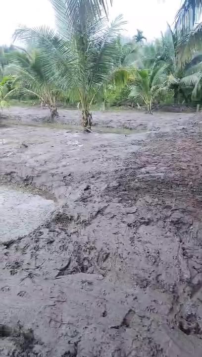 Đất nền Giồng Trôm Bến Tre 1600m² giá 340 triệu - Cơ hội đầu tư tuyệt vời!