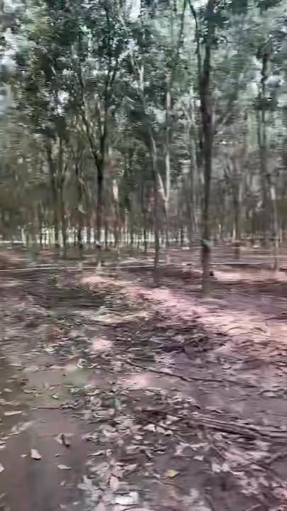 Đất nông nghiệp Vĩnh Hoà, Phú Giáo 2ha giá 5.1 tỷ - Đường xe tải vào tận nơi!