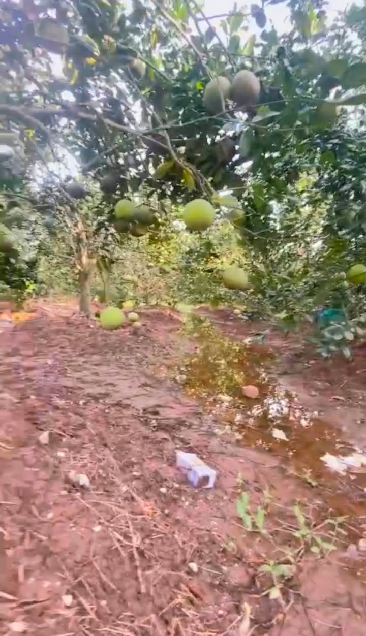 Đất tặng vườn bưởi tại Minh Tiến, Phù Cừ, Hưng Yên 1.031m² chỉ 2.578 tỷ - Cơ hội đầu tư tuyệt vời!