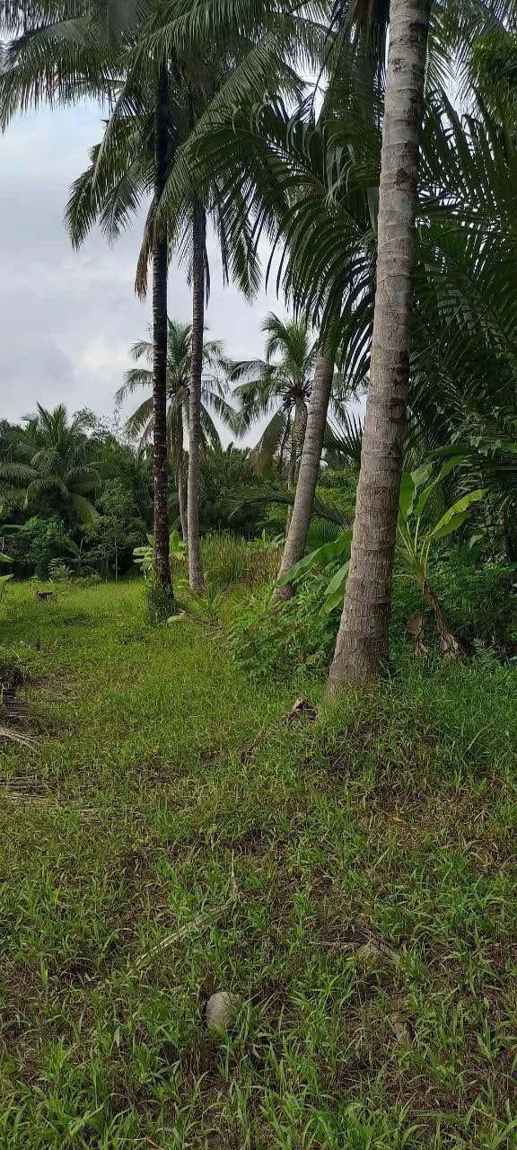 Đất vườn ấp Thành Hóa, Tân Thành Bình 1.670m² giá 1.1 tỷ - Tiềm năng sinh lời cao!