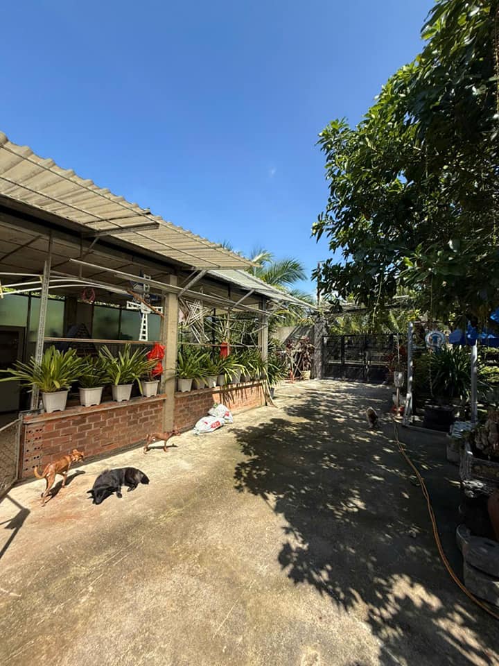 Nhà cho thuê sân vườn tại Cầu Ngang, Bình Nhâm - Diện tích 300m², giá chỉ 7 triệu/tháng!