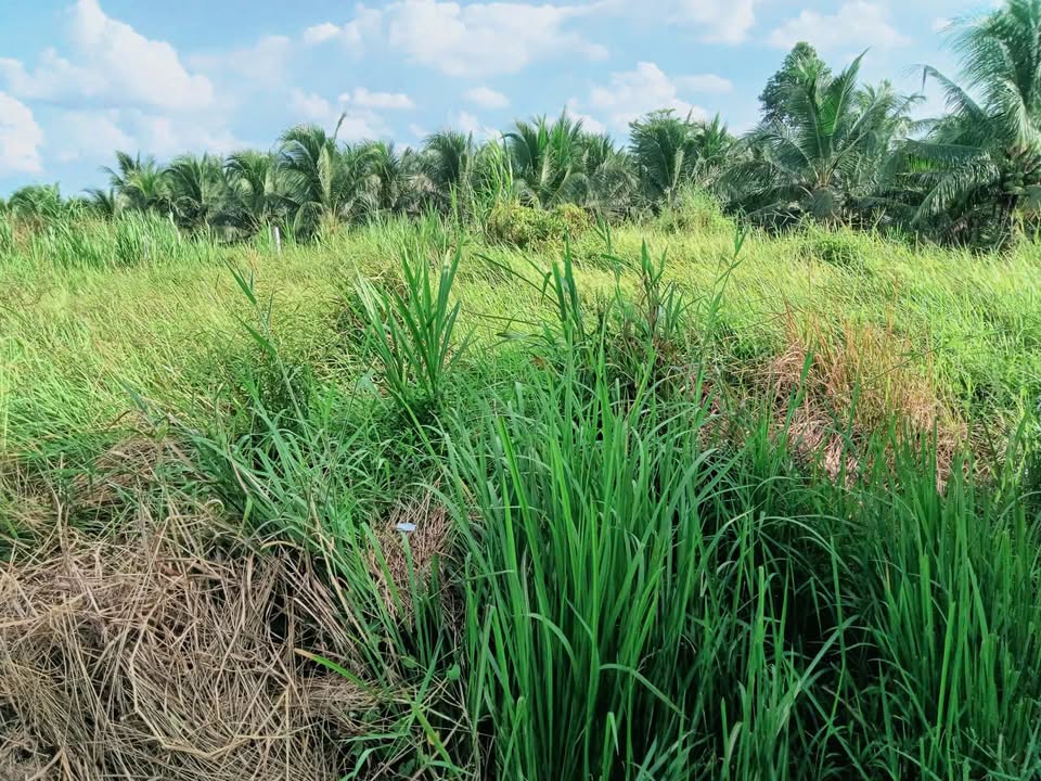 Đất nền Mỹ Phong, Mỹ Tho 100m² giá chỉ 400 triệu - Cơ hội đầu tư không thể bỏ lỡ!