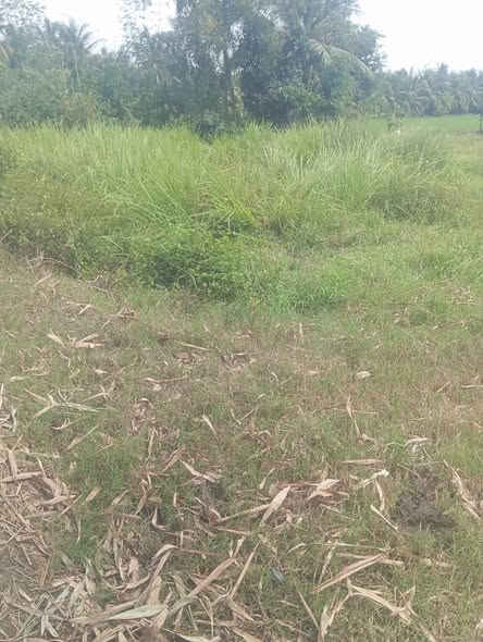 Đất thổ cư mặt tiền Đan, Mỹ Phú, Thủ Thừa 144m² giá 450 triệu - Cơ hội đầu tư hấp dẫn!