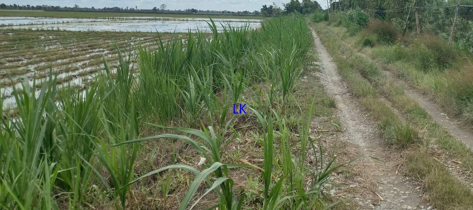 Bán đất nông nghiệp 13.855m² tại xã Mỹ Quý, Đồng Tháp - Giá chỉ 2.5 tỷ!