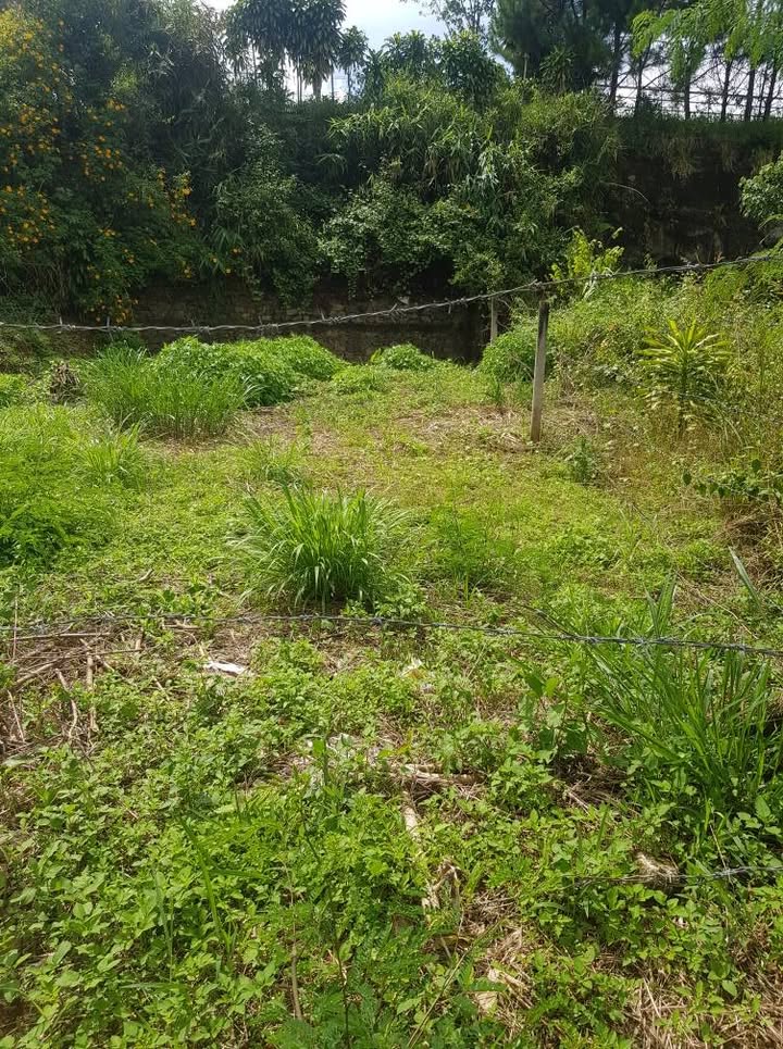 Đất nền Hẻm 123 Mạc Đỉnh Chi, Bảo Lộc 220m² giá 2.4 tỷ - Sổ đỏ chính chủ