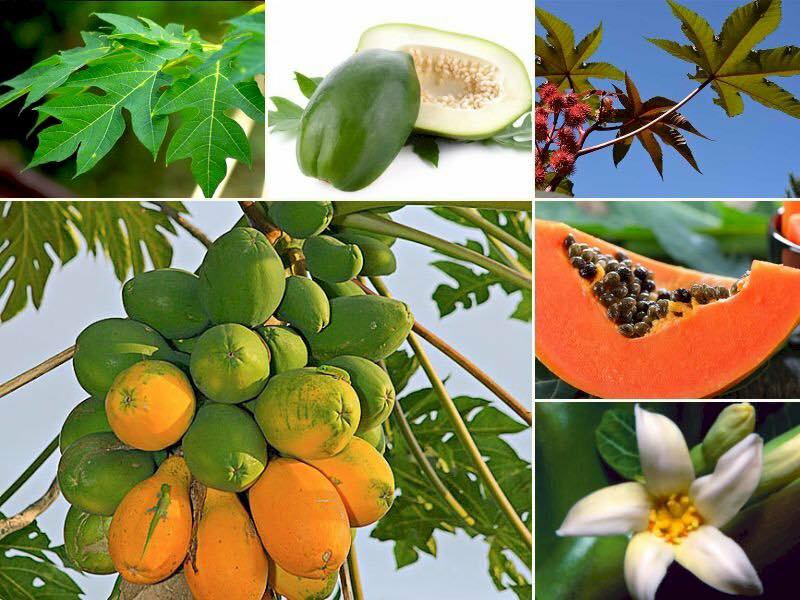 Đất nền Gò Tre, Long Thuận, Đồng Tháp 179m² giá chỉ 410 triệu - Cơ hội đầu tư tuyệt vời!