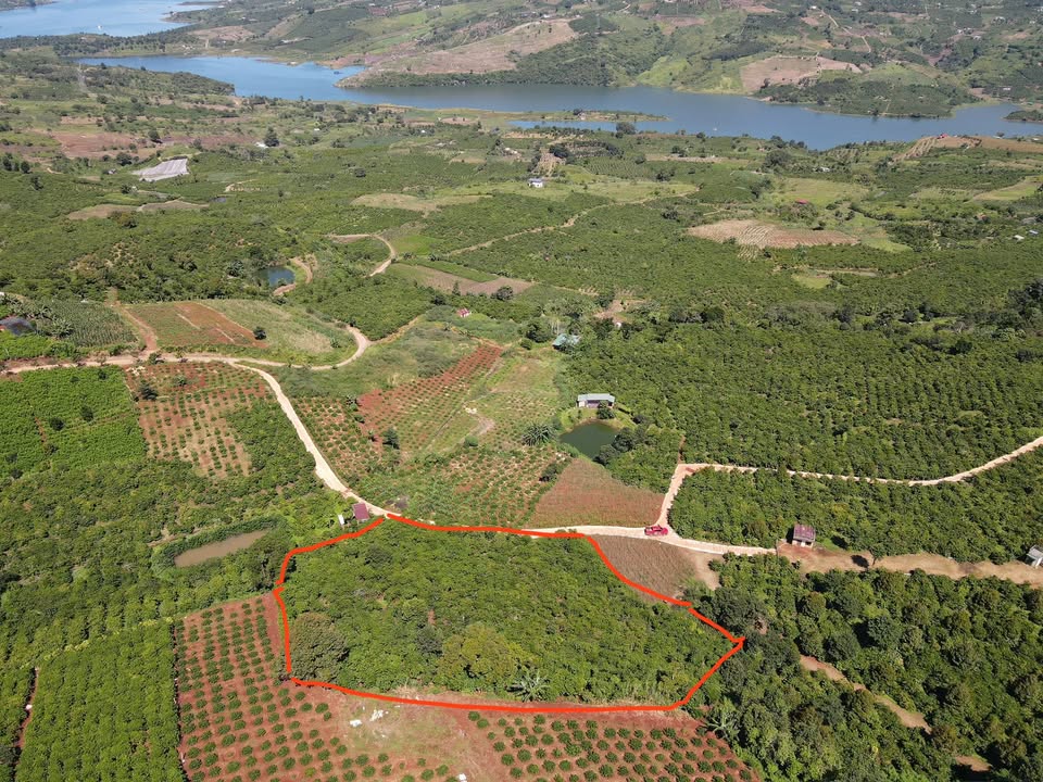 Đất farm 4,6 sào tại Bảo Thuận, Lâm Đồng - Giá thỏa thuận, thu hoạch cafe ngay!