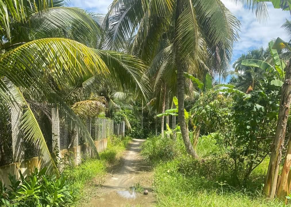 Đất thổ cư 115m² Vĩnh Kim, Tiền Giang chỉ 280 triệu - Cơ hội vàng cho nhà đầu tư!