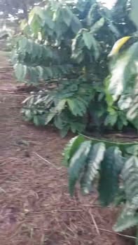 Đất nông nghiệp 1,2ha tại Krông Búk, Đắk Lắk - Giá chỉ 3,3 tỷ - Sẵn sàng đầu tư!