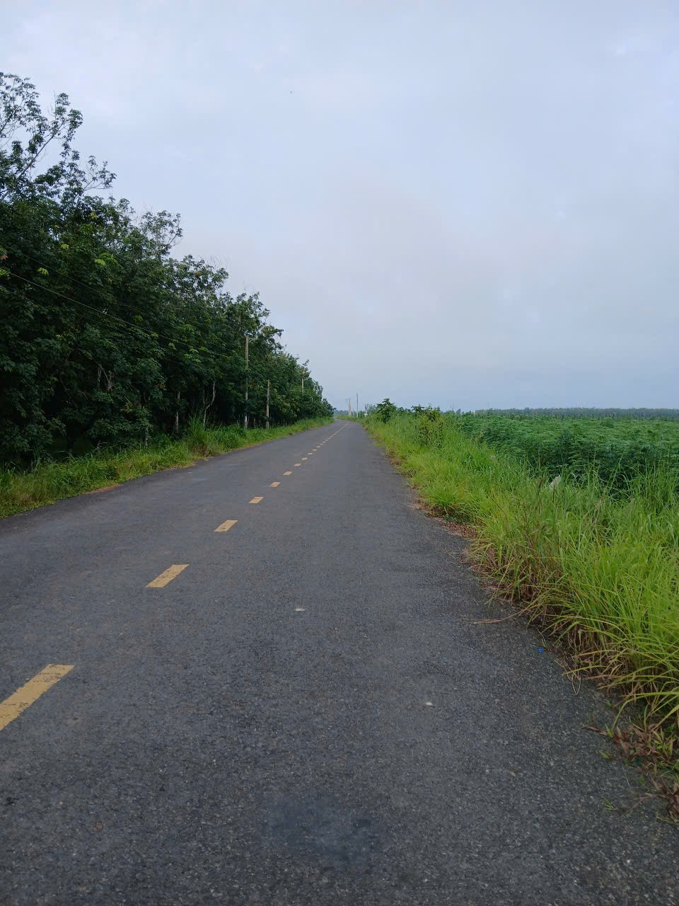 Đất trồng mì mặt tiền đường nhựa lớn xã Ninh Điền 53883m² - Giá chỉ 7 tỷ thương lượng!