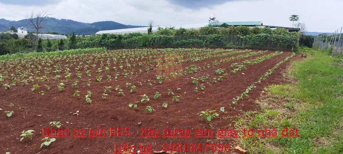 Đất đẹp view đồi tại phường Cam Ly, Đà Lạt 2800m² giá 4 tỷ - Cơ hội đầu tư tuyệt vời!