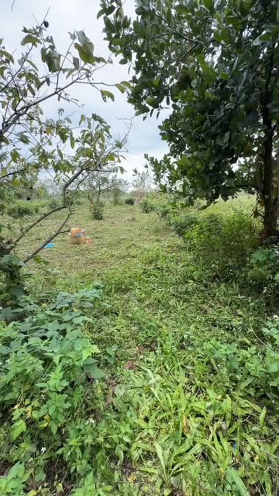 Đất Farm Đắk Wer 3.1ha giá 4 tỷ - Cơ hội đầu tư hấp dẫn!