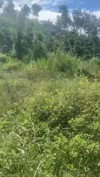 Đất Farm 12ha Đăk Rve Kon Rẫy 4.25 tỷ - Đường bê tông thuận tiện!