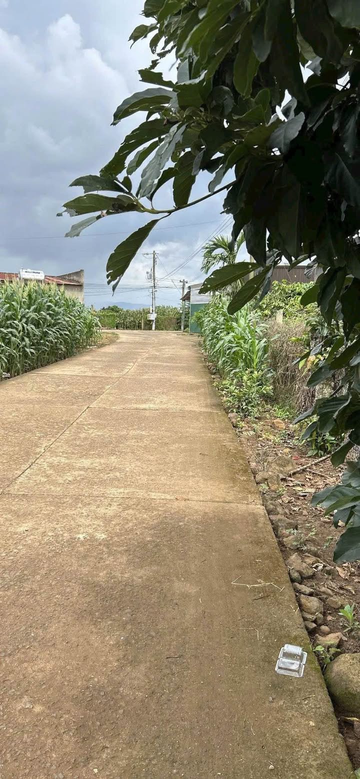 Đất nền Tân Hội Đà Lạt 203m² giá 640 triệu - Đường thông, gần chợ