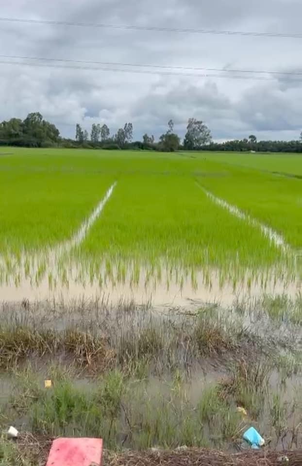 Đất nền thổ cư 4275m² tại Phước Long, Bạc Liêu - Cơ hội đầu tư hấp dẫn!