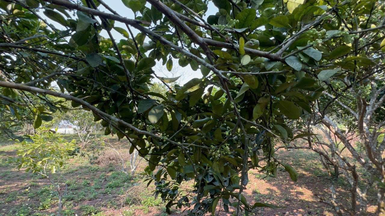 Đất nền Đông Lai Tân Lạc Hòa Bình 654m² giá chỉ 500 triệu - Đầu tư tiềm năng!