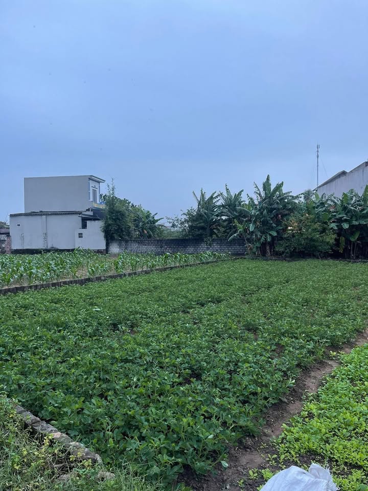 Đất thổ cư Đa Lộc, Hậu Lộc 100m² giá 700 triệu - Đầu tư sinh lời ngay!