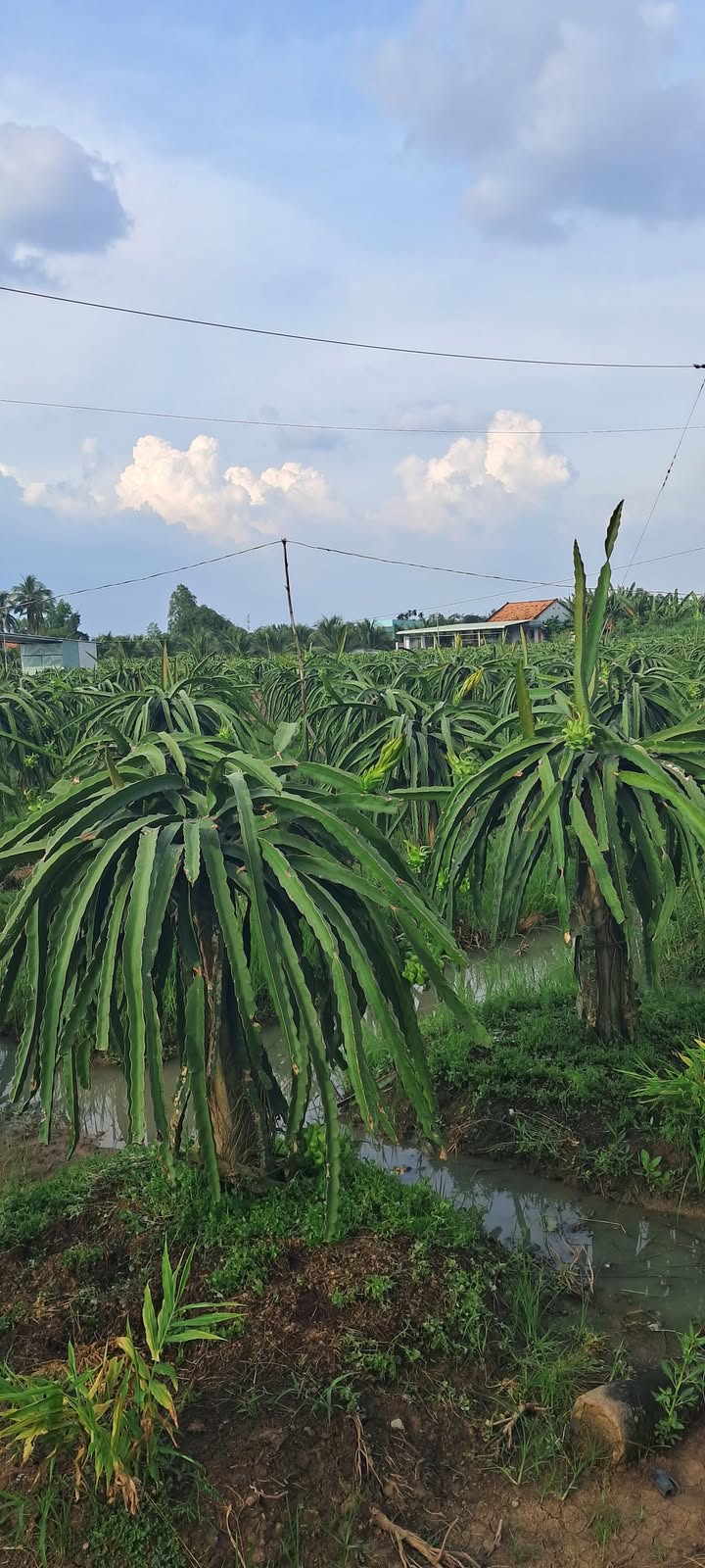 Đất nền xã Thanh Bình, Chợ Gạo 67.200m² giá 800 triệu - Cơ hội đầu tư hấp dẫn!