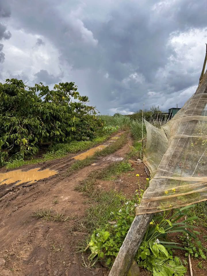 Đất thổ cư 2300m² Tân Hội, Đức Trọng giá 1.15 tỷ - Tiềm năng phát triển lớn!