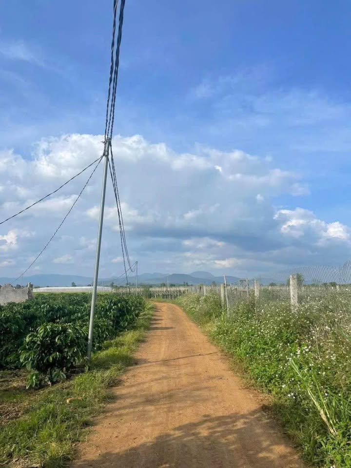 Đất nền Tân Hội, Đức Trọng, Lâm Đồng 1024m² giá 700 triệu - Cơ hội đầu tư hấp dẫn!