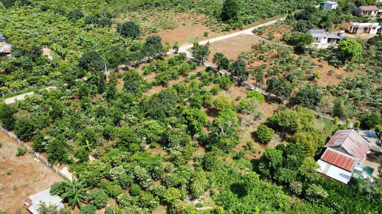 Bán đất farm Đông Thanh, Lâm Hà 7355m² - Cơ sở hạ tầng hoàn thiện, giá chỉ 8.5 tỷ!