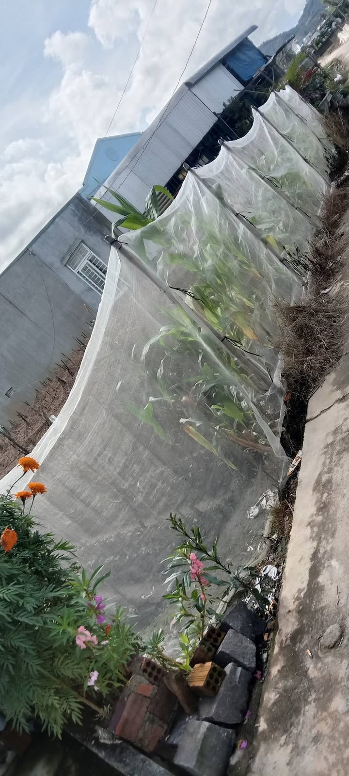 Đất thổ cư 137.8m² thôn Phú Trung, giá 1 tỷ - Đầu tư sinh lời ngay!