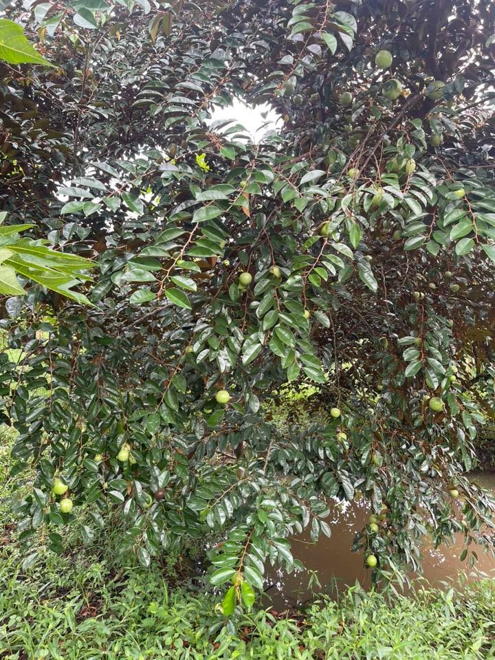 Đất vườn Trường Long, Phong Điền 1070m² giá 1.55 tỷ - Tiềm năng đầu tư hấp dẫn!