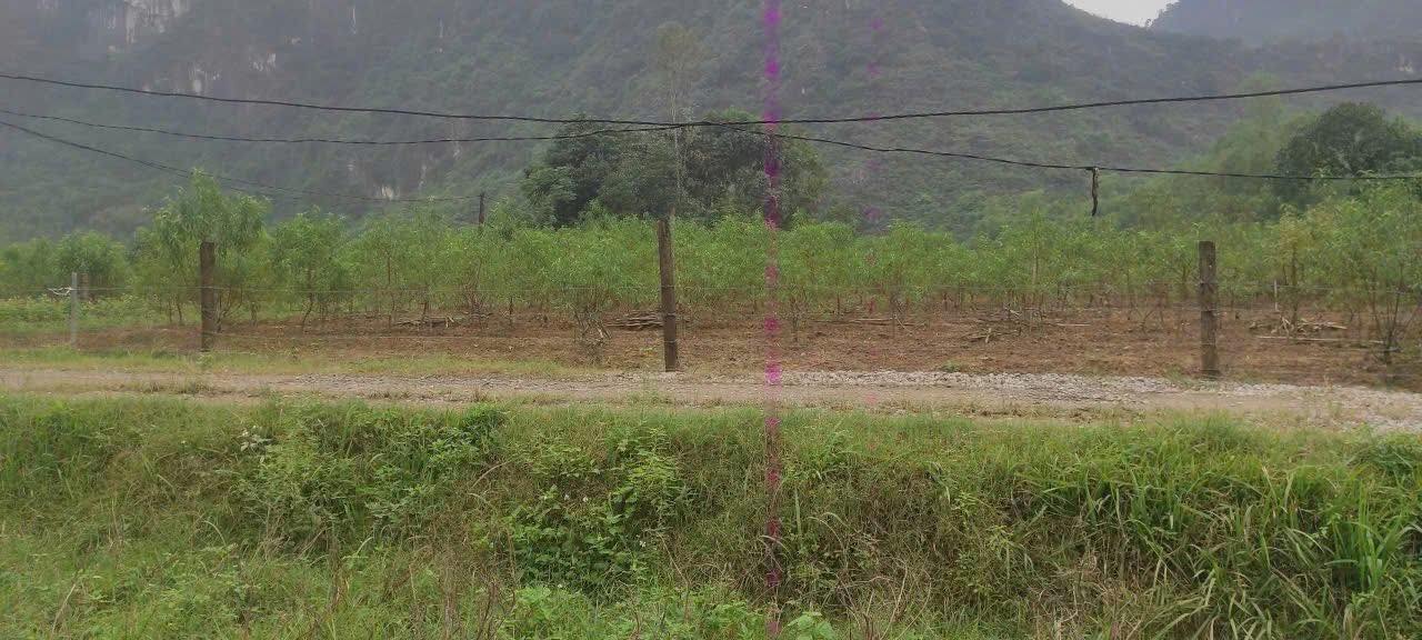 Đất vườn 1000m² thôn 4 Gia Lâm - Giá chỉ 200 triệu, lợi nhuận ổn định!