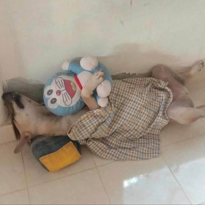 Nhà cấp 4 Quang Hanh 100m² giá thỏa thuận - Ngõ ô tô rộng rãi!