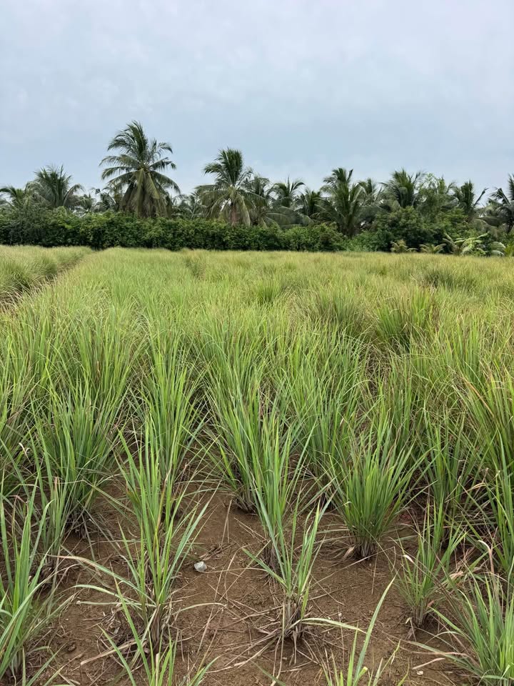 Đất vườn Phú Thạnh, Tân Phú Đông 500m² giá chỉ 210 triệu - Mặt tiền đường đá xanh