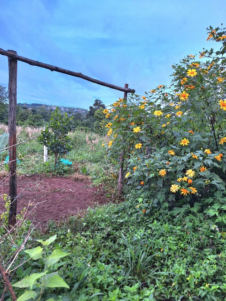 Đất nền khu hẻm Chu Mạnh Trinh, Pleiku 170m² giá 1.5 tỷ - Tiện ích đầy đủ!