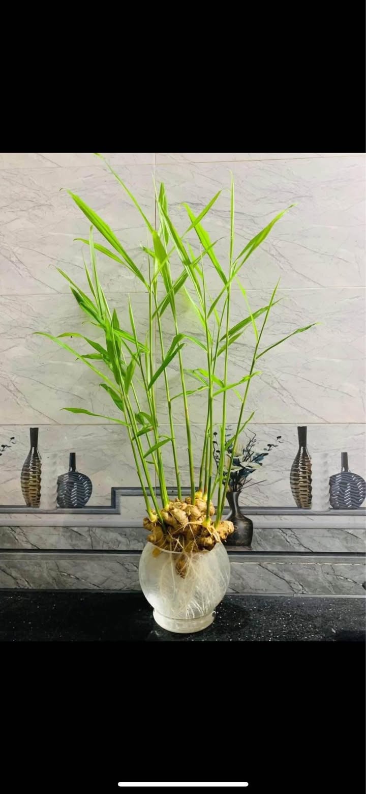 Đất nền Lộc Vượng, Nam Định 50m² giá 2 tỷ - Đầu tư sinh lời bền vững!