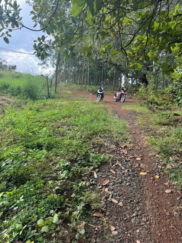 Đất nền Lộc Thái, Lộc Ninh 440m² giá 290 triệu - Mặt tiền đường nhựa thuận lợi!