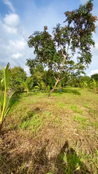 Đất CLN 1.796m² tại An Bình, Cần Thơ giá 1.48 tỷ - Sổ đỏ chính chủ